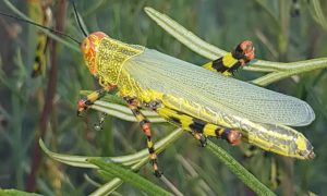 Nova nuvem de gafanhotos está bem próxima da divisa com o Brasil, diz governo argentino