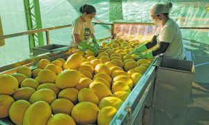 Produção e exportação de frutas do Ceará devem dobrar em 5 anos