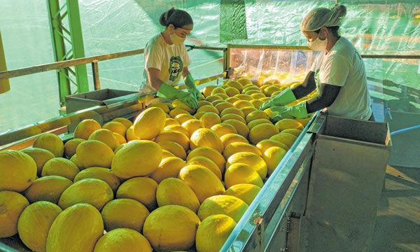 Produção e exportação de frutas do Ceará devem dobrar em 5 anos