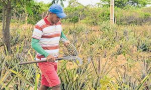 Boa quadra chuvosa beneficia retorno de culturas que estavam abandonadas