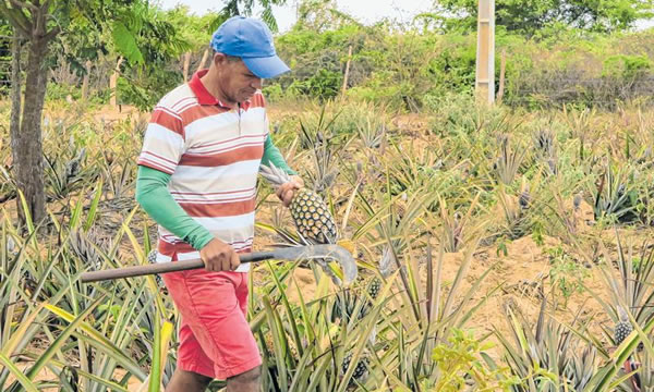 Boa quadra chuvosa beneficia retorno de culturas que estavam abandonadas