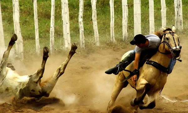 Polícia encerra vaquejada na zona rural de Icó após denúncia anônima