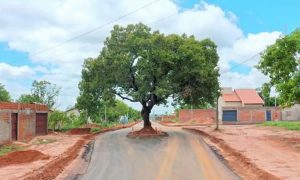 Pé de pequi é preservado em via recém-asfaltada no interior do Tocantins