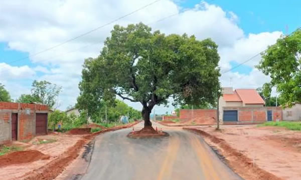 Pé de pequi é preservado em via recém-asfaltada no interior do Tocantins