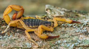 A proximidade do período de pré-estação chuvosa, onde ocorre o maior número de casos, acende um alerta de prevenção para a população