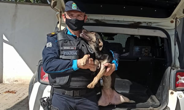 Cadela abandonada por mais de 10 dias com sede e fome é resgatada pela PM, em Icó