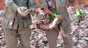 Cobra jiboia é capturada em chácara na zona rural de Iguatu