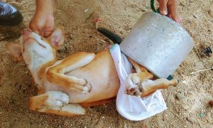 Cachorro fica com traseiro preso em panela de pressão e é salvo por bombeiros