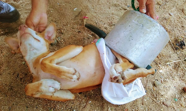 Cachorro fica com traseiro preso em panela de pressão e é salvo por bombeiros