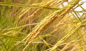 Alívio nos preços do arroz deverá ficar para o início de 2021, diz Ipea