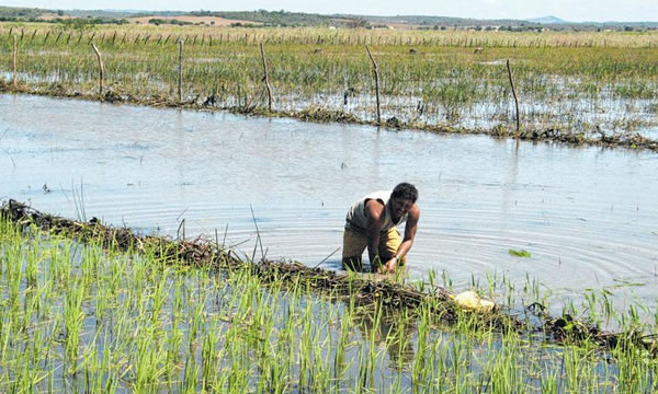 Começa colheita de arroz irrigado na bacia do Orós