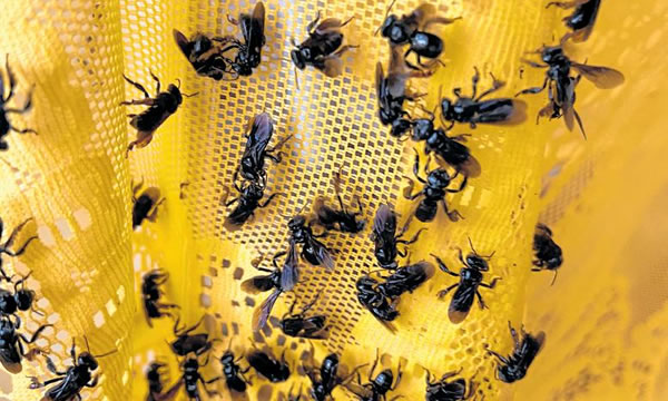 Urca cria laboratório para estudar espécies de abelhas nativas