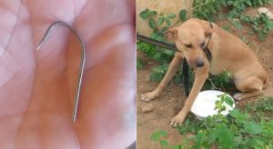 Cadela resgatada pelo corpo de bombeiros depois de ficar presa pela boca a uma armadilha com anzol em Canindé