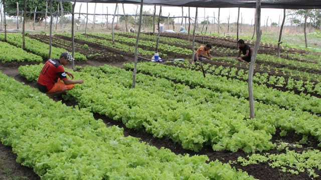 Programa de Aquisição de Alimentos atende a 1600 agricultores familiares no Ceará