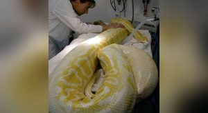 Cobra píton albina de 4 metros é resgatada por bombeiros, no Ceará