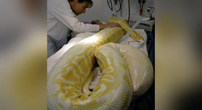 Cobra píton albina de 4 metros é resgatada por bombeiros, no Ceará