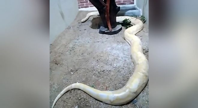 Cobra exótica resgatada no Ceará permanece em clínica sem data para ser liberada