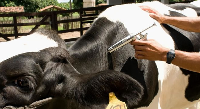 Sem alcançar meta de vacinação contra a aftosa, campanha é prorrogada no Ceará