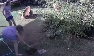 Mulher briga com cobra píton para salvar filhote de cachorro