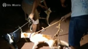 Mais um é preso no Cariri e maltratava três cães em Nova Olinda