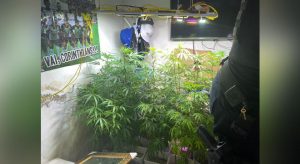 Polícia apreende maconha cultivada em residência, no Ceará