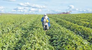 Exportações de melão pelo Ceará têm melhor resultado desde 2016