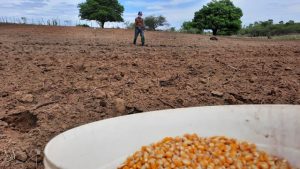 Sementes chegam aos agricultores familiares de mais de 50 cidades cearenses