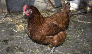 Menor de 13 anos é levado à DP de Juazeiro acusado do furto de galinhas