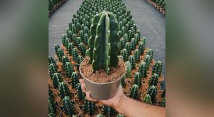 Ceará exporta para a Europa cactos sem espinhos produzidos em Paracuru
