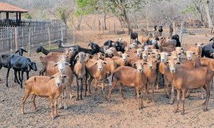 Embrapa recebe da Sudene R$ 600 mil para pesquisas em caprinocultura no Ceará