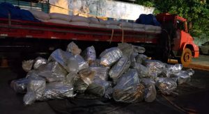Cães farejadores apontam 1,5 tonelada de maconha escondida em carga de milho
