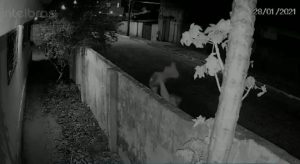 Gato é jogado por mulher em quintal de casa e morre após ser atacado por cachorro