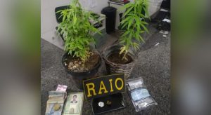 BPRaio apreende pés de maconha na casa de professora, em Icó