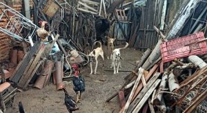 PM resgata cães acorrentados sofrendo maus-tratos e prende aposentado, em Icó