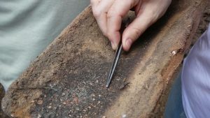 Ceará tem redução de 56,33% em diagnósticos de Doença de Chagas em cinco anos