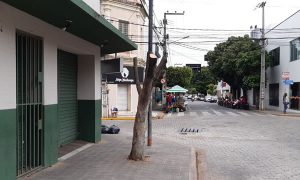 Árvore centenária é destruída no centro comercial de Juazeiro do Norte