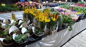 Festival Flores de Holambra segue exposição em Crato até 14 de fevereiro
