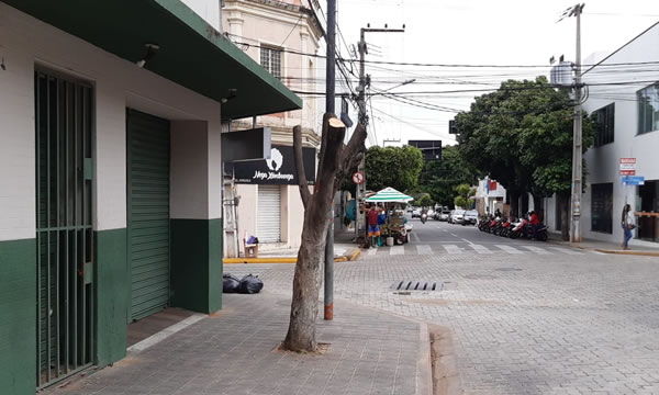 Árvore centenária é destruída no centro comercial de Juazeiro do Norte