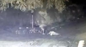 Mulher é espancada até a morte no Maranhão e marido é preso como suspeito