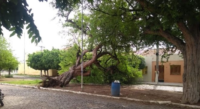 Tamarineira histórica de quase 300 anos cai em Icó; população lamenta a queda da árvore