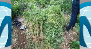 Policia Civil descobre e destrói roça de maconha em Caririaçu
