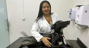 Cão ferido que entrou sozinho em clínica de Juazeiro do Norte passa bem após sessão de quimioterapia