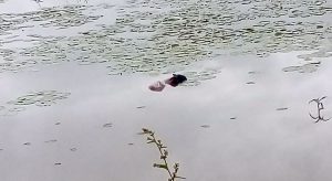 Corpo de homem encontrado boiando em açude de Altaneira no Cariri