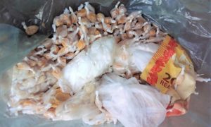 Casal preso no Cariri com crack, cocaína e comprimidos em Altaneira