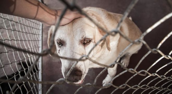 Maus-tratos a animais aumentam 110% no Ceará em 2020 e já são 194 neste ano