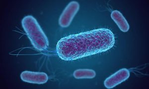 Pesquisa da UFC estuda material