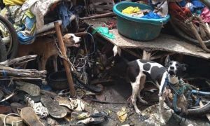 Idosa mantinha sete cães em Juazeiro sem água e comida e em meio a lixo sob maus-tratos