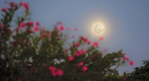 Superlua e chuva de meteoros podem ser vistas no Ceará durante o mês de abril