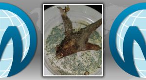 Extermínio de gatos em Nova Olinda com veneno de rato em pedaços de carnes é investigado