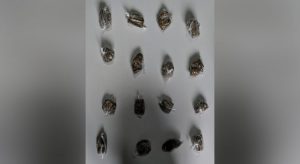 Polícia Militar prende ajudante de pedreiro com maconha e vigilante com espingarda em Icó